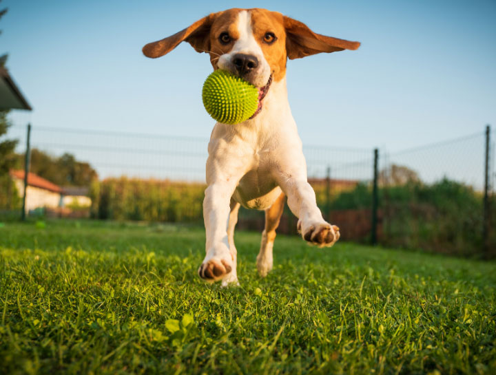 pet suites gahanna grooming