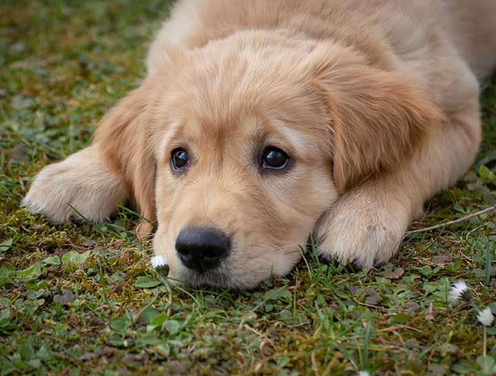 Puppy Training Class